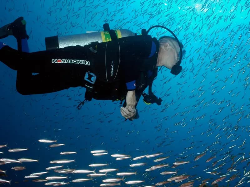 A diver moving beneath an enormous school of silver baitfish in open blue water