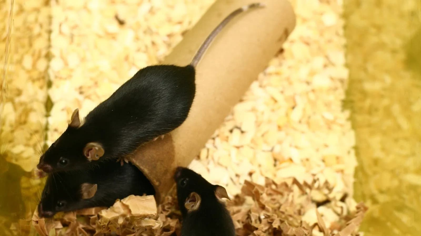 Three black laboratory mice on wood shavings in a cage, beside a cardboard tube