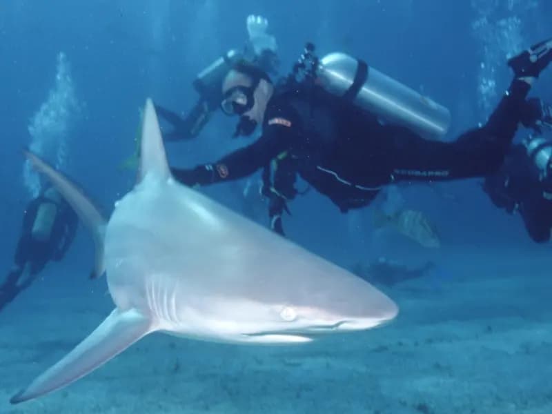 A blacktip shark, Carcharhinus limbatus, the species studied off Palm Beach County, photographed in the Bahamas in March 2007 and not one of the sharks tested by Florida Atlantic University
