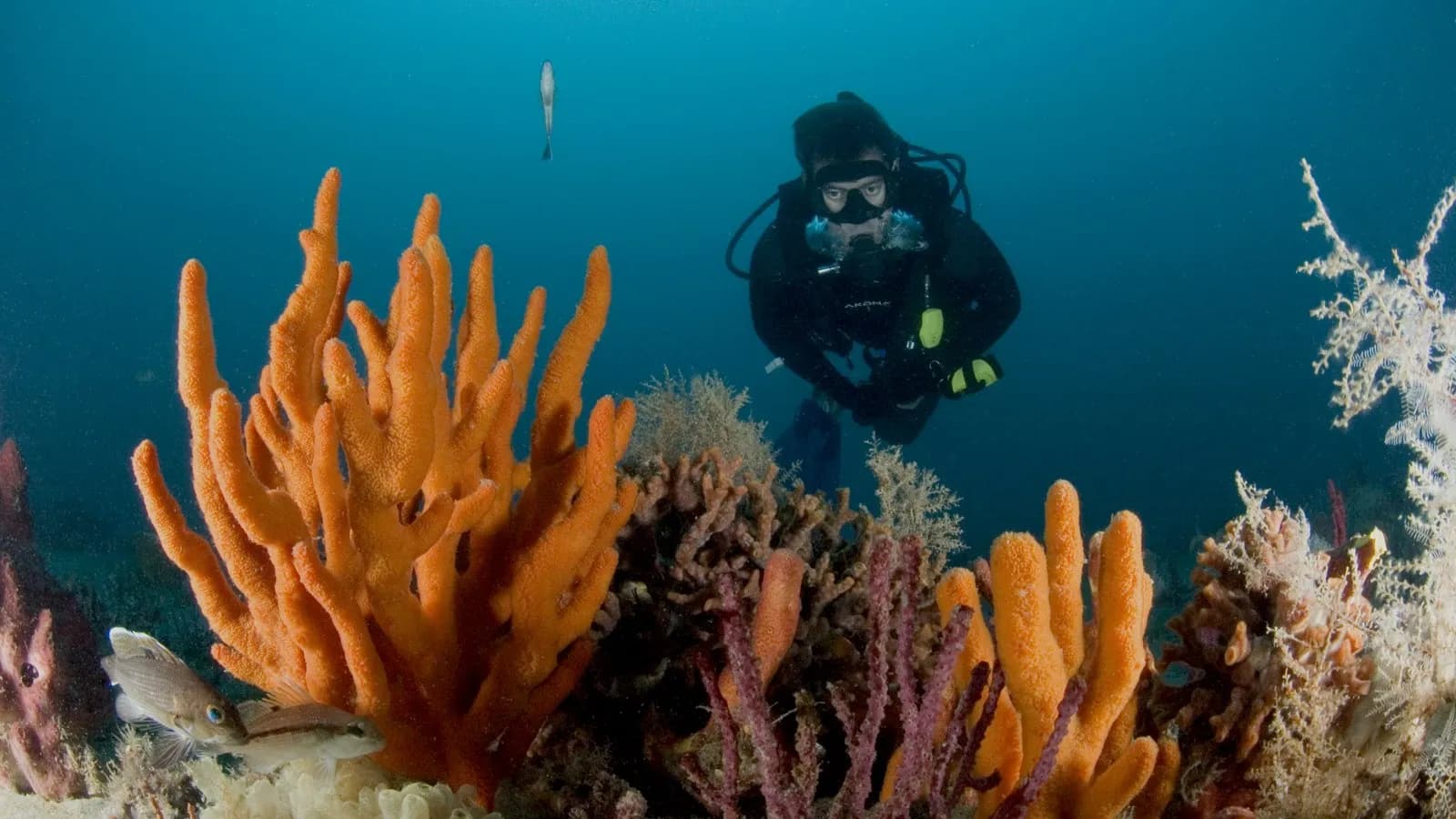 A diver hovering above sponges and soft corals at Gray's Reef National Marine Sanctuary off Georgia, in a 2017 NOAA photograph