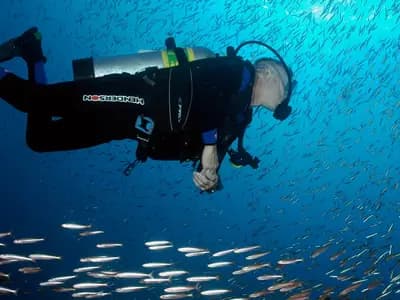 A diver moving beneath an enormous school of silver baitfish in open blue water