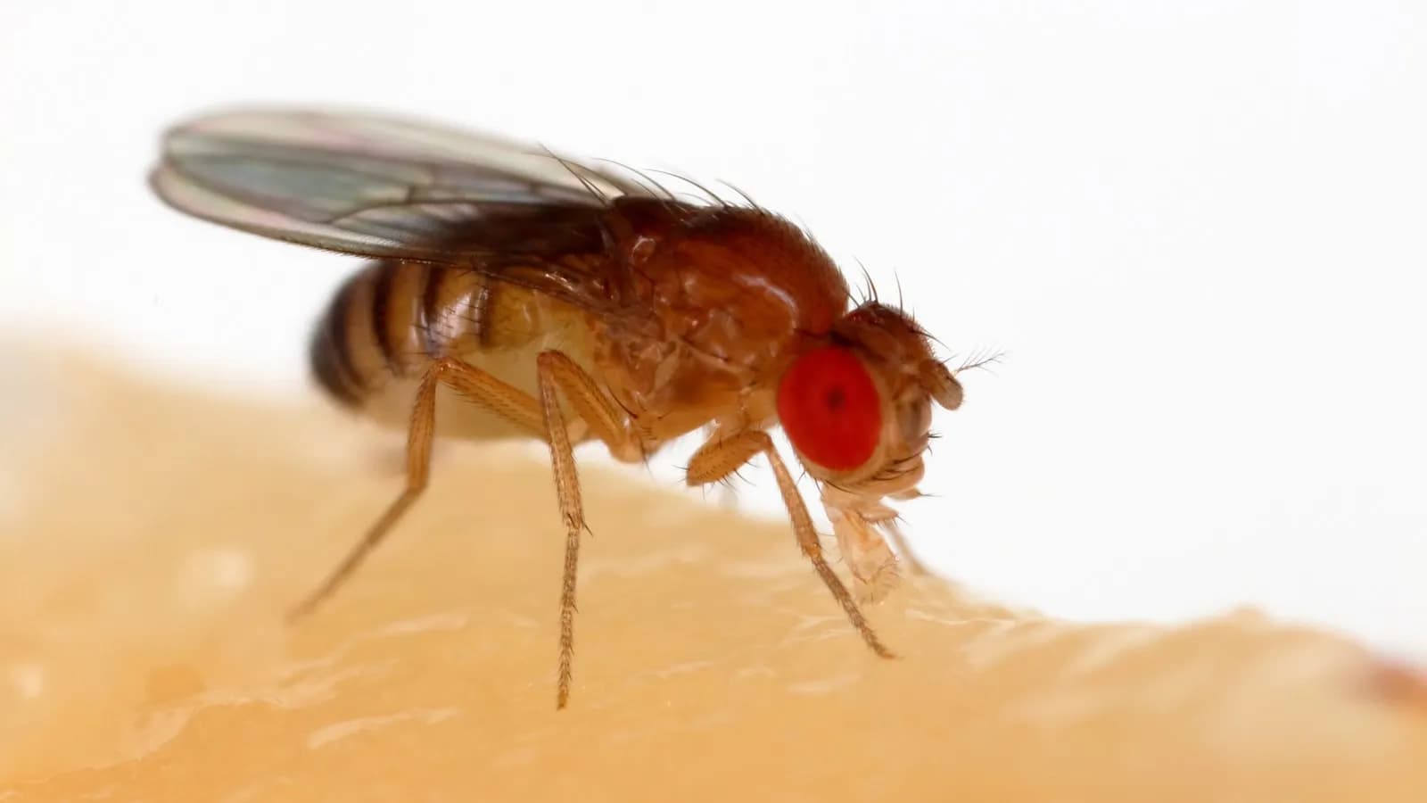A fruit fly, Drosophila melanogaster, feeding on a piece of banana in close up, its compound eye a bright red. This is the animal whose complete nervous system has now been mapped