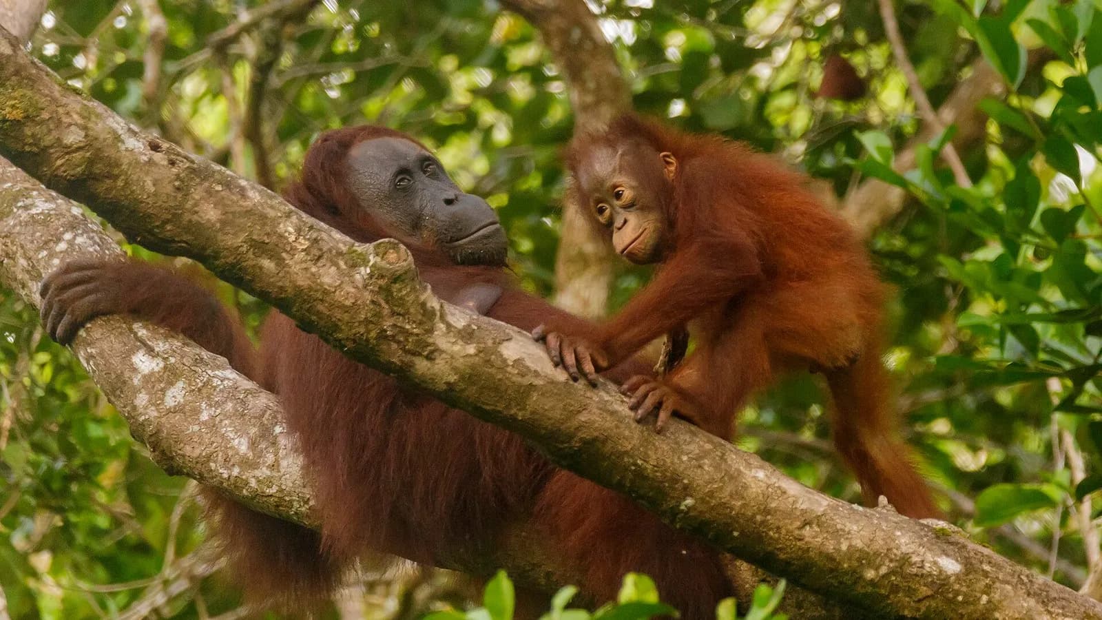 A Bornean orangutan mother and her infant resting on a branch in the forest of Tanjung Puting National Park, photographed in November 2018, a file photograph illustrative of the species and not of the animals released this week