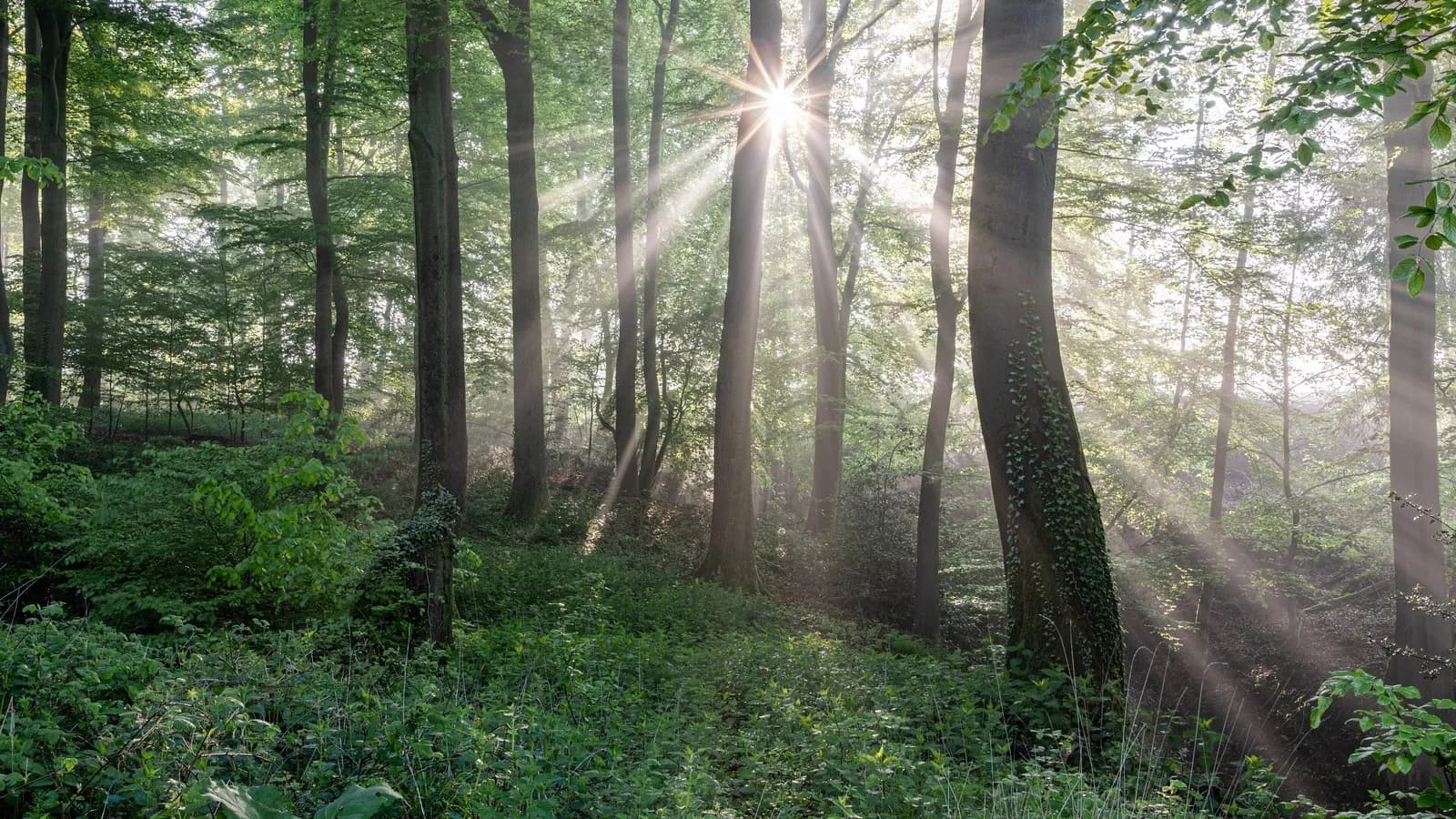 Sunlight breaking through the canopy of a broadleaf woodland onto dense green undergrowth