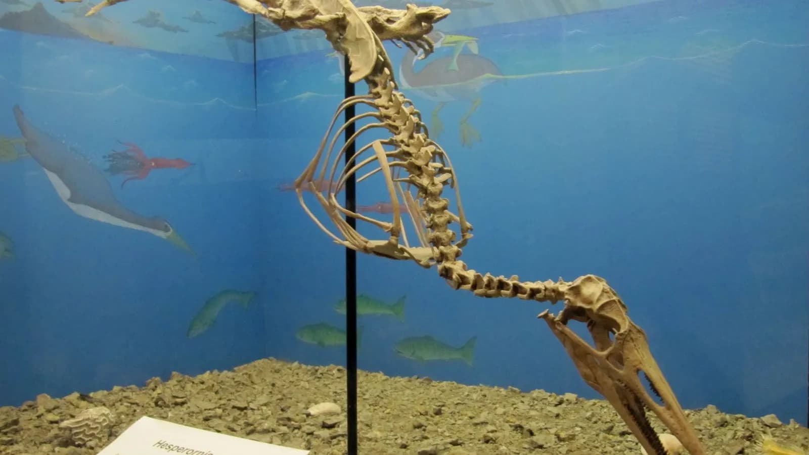 A mounted skeleton of Hesperornis, the flightless diving bird of the Late Cretaceous, in a museum display; the Montana coprolite holds the bones and feathers of a bird from the same group
