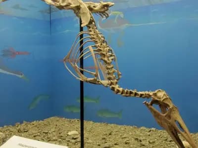A mounted skeleton of Hesperornis, the flightless diving bird of the Late Cretaceous, in a museum display; the Montana coprolite holds the bones and feathers of a bird from the same group