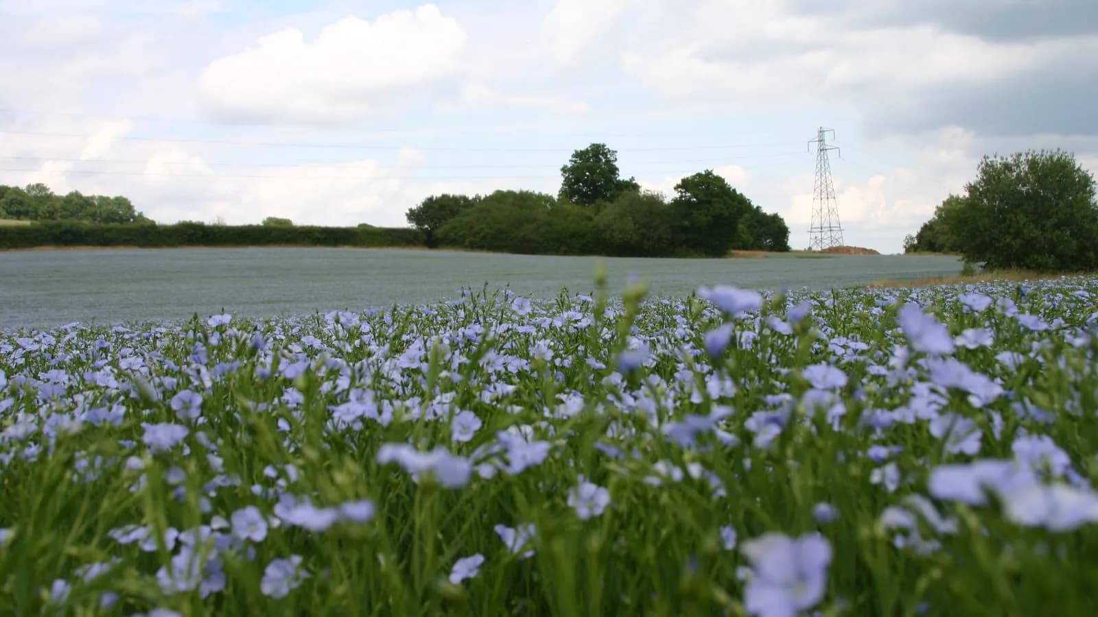 A field of flax in flower, the pale blue blossom that lasts a single morning on each plant, with hedgerow trees beyond
