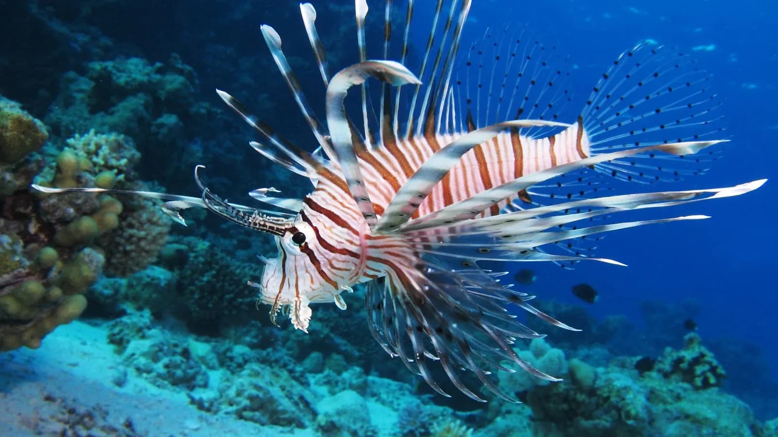 A common lionfish, Pterois miles, hanging over coral at Shaab El Erg reef in the Egyptian Red Sea, venomous spines fanned out