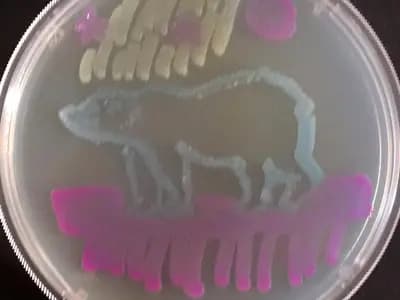 Bacterial colonies grown in patterns on an agar plate. These are E. coli; the MIT circuits use colonies of Pantoea agglomerans printed onto agar in the same way
