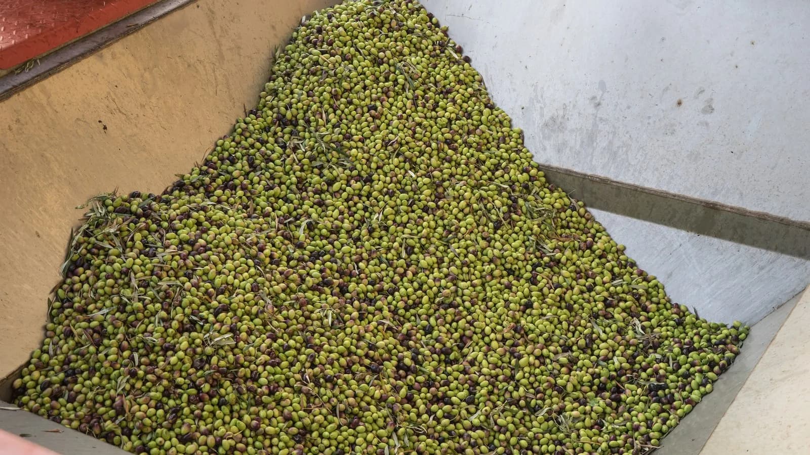 A heap of freshly harvested olives waiting for pressing at an oil mill in Drosia, Greece, in October 2019