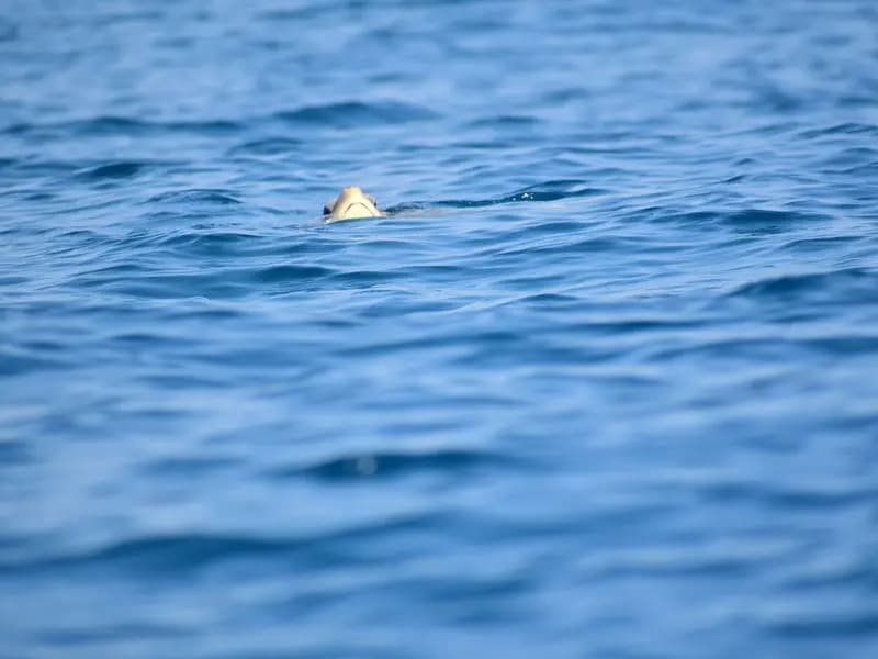 An olive ridley sea turtle, the species that nested near Seal Beach, photographed in March 2023 and not one of the animals involved in the California nesting event