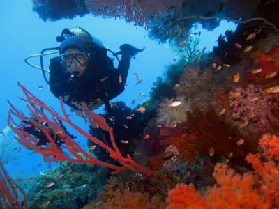 A diver moving above a dense and colorful coral reef in Raja Ampat, Indonesia