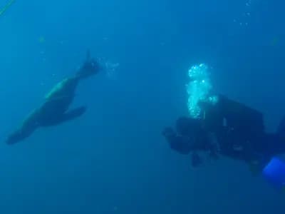 A diver hanging mid-water on ascent in clear blue, with a seal passing in front of them
