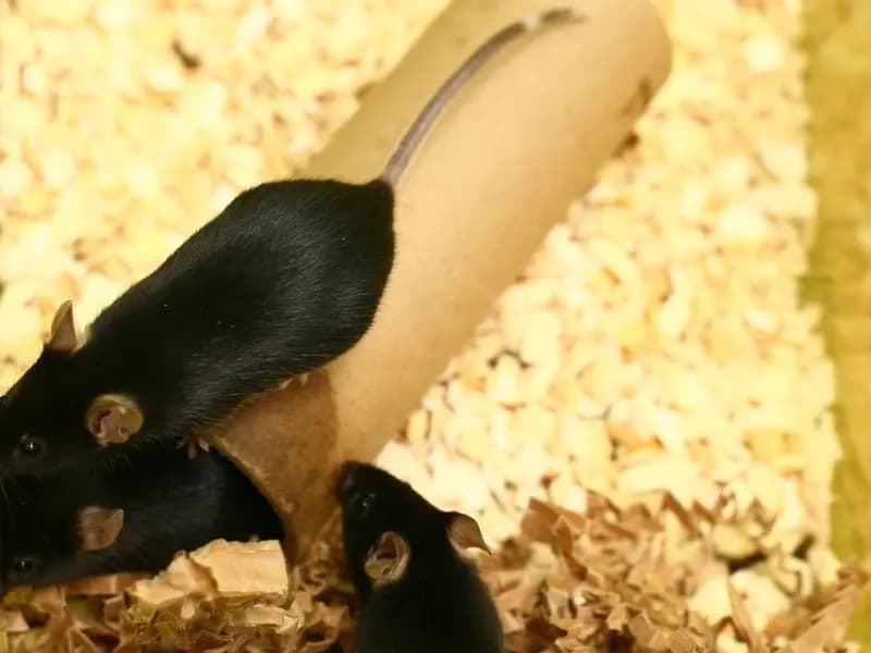 Three black laboratory mice on wood shavings in a cage, beside a cardboard tube